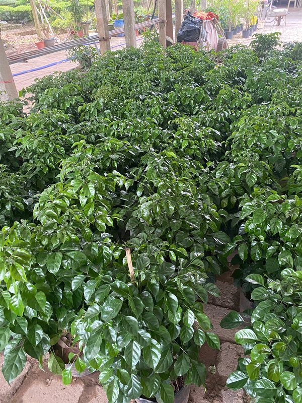 Cây hạnh phúc
