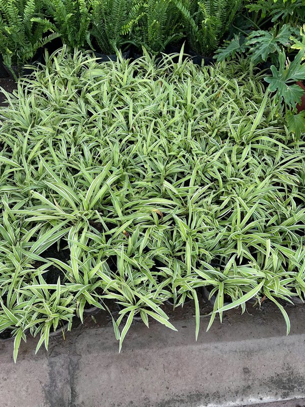 Lan chi viền trắng