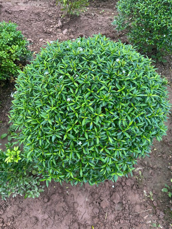 Mai vạn phúc