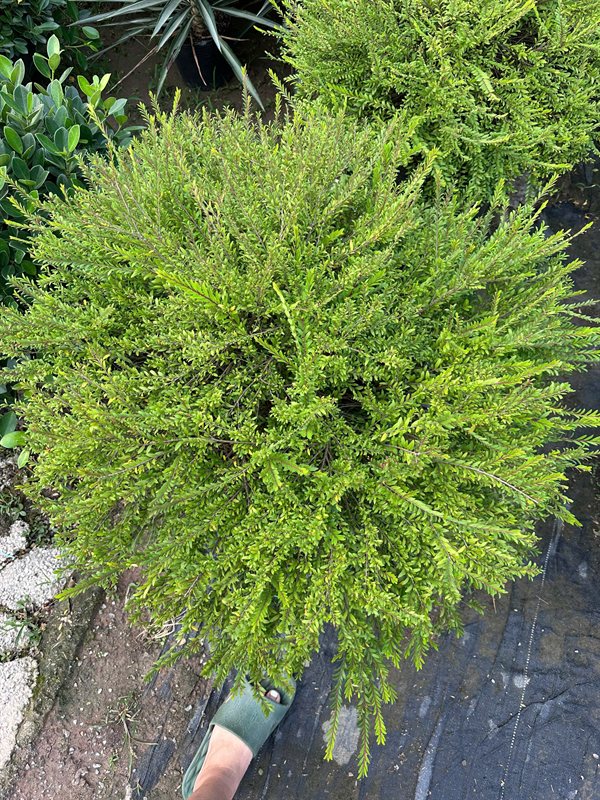 Sơn liễu rủ