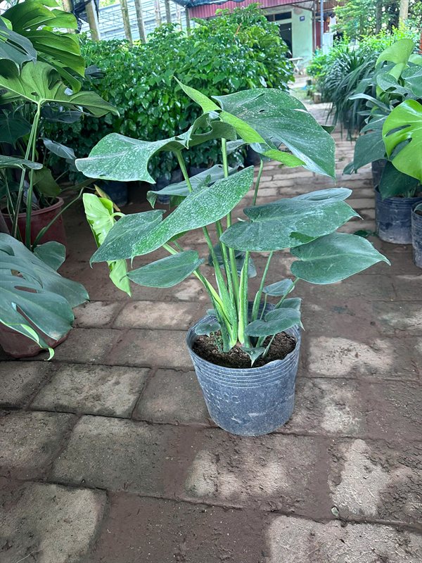 Trầu bà Monster