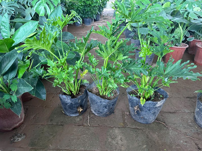 Trầu bà Thanh xuân